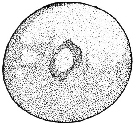 Nieuwkoop and Faber stage 1; age 0 hr; corresponding to the following external morphological criteria: One cell stage, shortly after fertilization. Pigmentation darker ventrally than dorsally. Length: 1.4 - 1.5 mm.