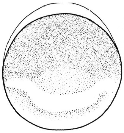 Nieuwkoop and Faber stage 1; age 0 hr; corresponding to the following external morphological criteria: One cell stage, shortly after fertilization. Pigmentation darker ventrally than dorsally. Length: 1.4 - 1.5 mm.