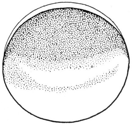 Nieuwkoop and Faber stage 1; age 0 hr; corresponding to the following external morphological criteria: One cell stage, shortly after fertilization. Pigmentation darker ventrally than dorsally. Length: 1.4 - 1.5 mm.