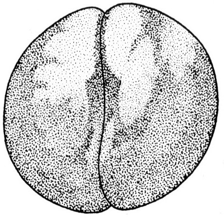 Nieuwkoop and Faber stage 2; age 1 hr 30 min at 22-24 Celsius; corresponding to the following external morphological criteria: Advanced two cell stage. First cleavage groove has reached vegetal pole. Ventral side of blastomeres darker than dorsal side. Length: 1.4 - 1.5 mm.