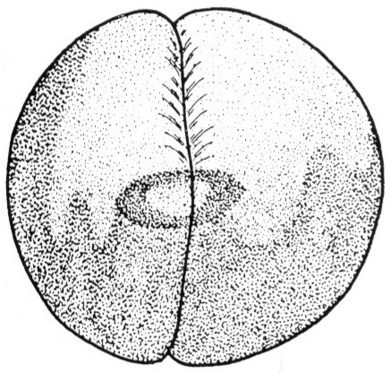 Nieuwkoop and Faber stage 2-; age 1 hr 15 min at 22-24 Celsius; corresponding to the following external morphological criteria: Beginning of first cleavage. First cleavage groove has not yet reached vegetal pole. Length: 1.4 - 1.5 mm.
