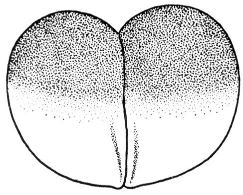 Nieuwkoop and Faber stage 2; age 1 hr 30 min at 22-24 Celsius; corresponding to the following external morphological criteria: Advanced two cell stage. First cleavage groove has reached vegetal pole. Ventral side of blastomeres darker than dorsal side. Length: 1.4 - 1.5 mm.