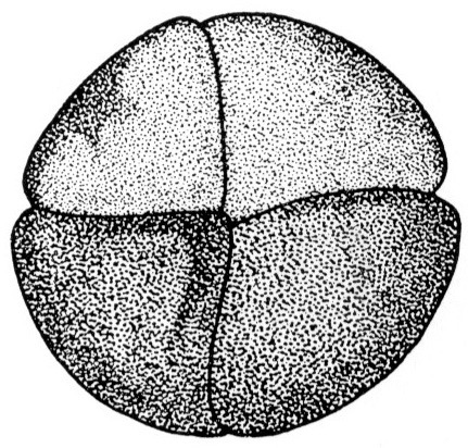 Nieuwkoop and Faber stage 3; age 2 hr at 22-24 Celsius; corresponding to the following external morphological criteria: Advanced four-cell stage. Second cleavage groove has reached vegetal pole. In animal view dorsal blastomeres usually smaller than ventral ones; the latter darker than the former. Length: 1.4 - 1.5 mm.