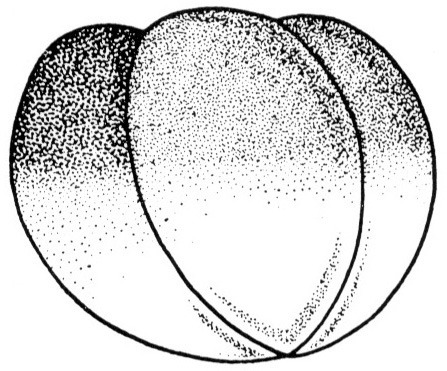 Nieuwkoop and Faber stage 3; age 2 hr at 22-24 Celsius; corresponding to the following external morphological criteria: Advanced four-cell stage. Second cleavage groove has reached vegetal pole. In animal view dorsal blastomeres usually smaller than ventral ones; the latter darker than the former. Length: 1.4 - 1.5 mm.