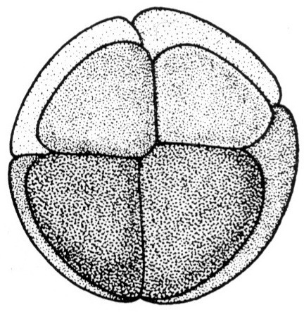 Nieuwkoop and Faber stage 4; age 2 hr 15 min at 22-24 Celsius; corresponding to the following external morphological criteria: Advanced eight cell stage. Dorsal micro- and macromeres usually smaller than ventral ones; dorsal micromeres less pigmented than ventral ones. Length: 1.4 - 1.5 mm.