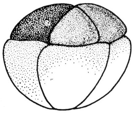 Nieuwkoop and Faber stage 4; age 2 hr 15 min at 22-24 Celsius; corresponding to the following external morphological criteria: Advanced eight cell stage. Dorsal micro- and macromeres usually smaller than ventral ones; dorsal micromeres less pigmented than ventral ones. Length: 1.4 - 1.5 mm.