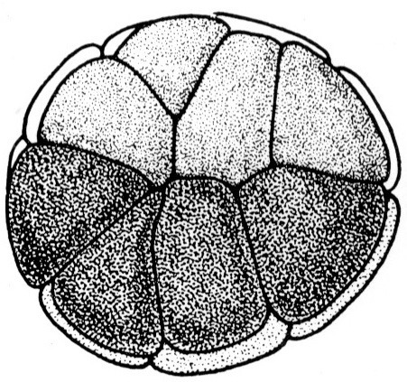 Nieuwkoop and Faber stage 5; age 2 hr 45 min at 22-24 Celsius; corresponding to the following external morphological criteria: Advanced sixteen cell stage. Dorsal micromeres distinctly smaller and less pigmented than ventral ones. Macromeres entirely separated by cleavage grooves. Length: 1.4 - 1.5 mm.