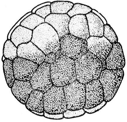 Nieuwkoop and Faber stage 6.5; age 3 hr 30 min at 22-24 Celsius; corresponding to the following external morphological criteria: Morula stage. About 48 blastomeres. In animal view about 6 micromeres along meridian. Length: 1.4 - 1.5 mm.
