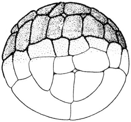 Nieuwkoop and Faber stage 6.5; age 3 hr 30 min at 22-24 Celsius; corresponding to the following external morphological criteria: Morula stage. About 48 blastomeres. In animal view about 6 micromeres along meridian. Length: 1.4 - 1.5 mm.