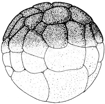 Nieuwkoop and Faber stage 6.5; age 3 hr 30 min at 22-24 Celsius; corresponding to the following external morphological criteria: Morula stage. About 48 blastomeres. In animal view about 6 micromeres along meridian. Length: 1.4 - 1.5 mm.