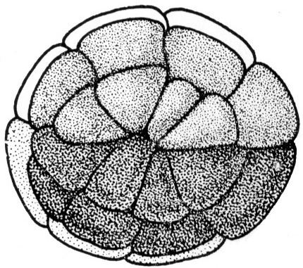 Nieuwkoop and Faber stage 6; age 3 hr at 22-24 Celsius; corresponding to the following external morphological criteria: Advanced thirty-two cell stage. Distinction between dorsal and ventral micromeres as in preceding stage. Length: 1.4 - 1.5 mm.