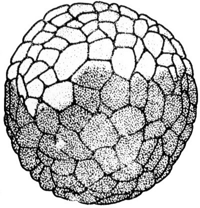 Nieuwkoop and Faber stage 7, 64-cell embryo; age 4 hr at 22-24 Celsius; corresponding to the following external morphological criteria: Large-cell blastula stage. In animal view about 10 micromeres along meridian. Length: 1.4 - 1.5 mm.