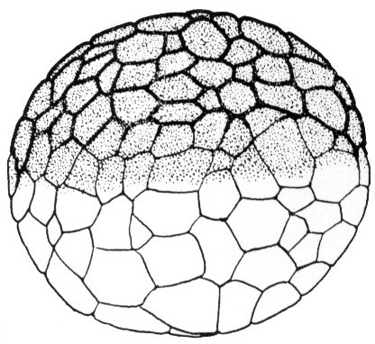 Nieuwkoop and Faber stage 7, 64-cell embryo; age 4 hr at 22-24 Celsius; corresponding to the following external morphological criteria: Large-cell blastula stage. In animal view about 10 micromeres along meridian. Length: 1.4 - 1.5 mm.