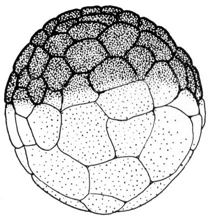 Nieuwkoop and Faber stage 7, 64-cell embryo; age 4 hr at 22-24 Celsius; corresponding to the following external morphological criteria: Large-cell blastula stage. In animal view about 10 micromeres along meridian. Length: 1.4 - 1.5 mm.