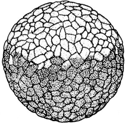 Nieuwkoop and Faber stage 8, 128-cell embryo; age 5 hr at 22-24 Celsius; corresponding to the following external morphological criteria: Medium-cell blastula stage. Surface not yet entirely smooth. Border of animal pigment cap more diffuse at dorsal than at lateral and ventral sides. Gradual transition in cell size from animal to vegetative pole. Length: 1.4 - 1.5 mm.
