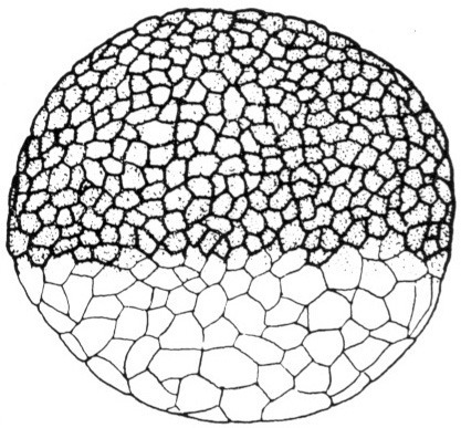 Nieuwkoop and Faber stage 8, 128-cell embryo; age 5 hr at 22-24 Celsius; corresponding to the following external morphological criteria: Medium-cell blastula stage. Surface not yet entirely smooth. Border of animal pigment cap more diffuse at dorsal than at lateral and ventral sides. Gradual transition in cell size from animal to vegetative pole. Length: 1.4 - 1.5 mm.