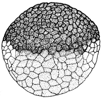 Nieuwkoop and Faber stage 8, 128-cell embryo; age 5 hr at 22-24 Celsius; corresponding to the following external morphological criteria: Medium-cell blastula stage. Surface not yet entirely smooth. Border of animal pigment cap more diffuse at dorsal than at lateral and ventral sides. Gradual transition in cell size from animal to vegetative pole. Length: 1.4 - 1.5 mm.