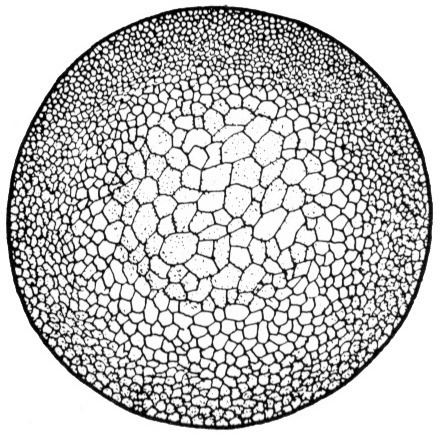 Nieuwkoop and Faber stage 9; age 7 hr at 22-24 Celsius; corresponding to the following external morphological criteria: Fine-cell blastula stage. Animal cells smaller at dorsal than at ventral side. Border between marginal zone and vegetative field distinct, particularly dorsally, owing to difference in cell size. Length: 1.4 - 1.5 mm.