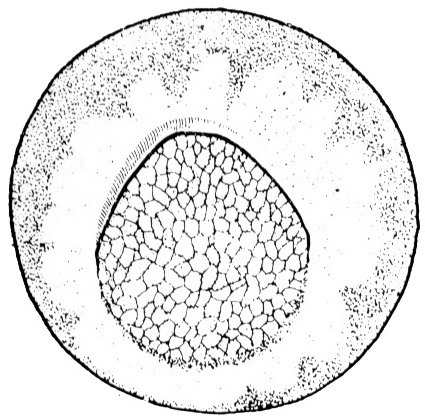 Nieuwkoop and Faber stage 10.5; age 11 hr at 22-24 Celsius; corresponding to the following external morphological criteria: Crescent-shaped blastopore stage. Blastopore groove angular. Vegetal field slightly decreased in size, ventral border of future yolk plug indicated by pigment contraction. Length: 1.4 - 1.5 mm.
