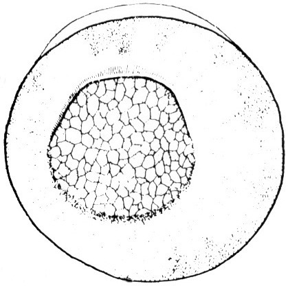 Nieuwkoop and Faber stage 10.5; age 11 hr at 22-24 Celsius; corresponding to the following external morphological criteria: Crescent-shaped blastopore stage. Blastopore groove angular. Vegetal field slightly decreased in size, ventral border of future yolk plug indicated by pigment contraction. Length: 1.4 - 1.5 mm.