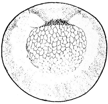 Nieuwkoop and Faber stage 10; age 9 hr at 22-24 Celsius; corresponding to the following external morphological criteria: Initial gastrula stage. First indication of blastopore only by pigment concentration. No formation of groove. Length: 1.4 - 1.5 mm.