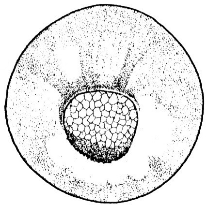 Nieuwkoop and Faber stage 11.5; age 12 hr 30 min at 22-24 Celsius; corresponding to the following external morphological criteria: Large yolk plug stage. Blastopore groove closed ventrally; yolk plug not yet quite circular. At ventral side concentrated superficial pigment still visible. Diameter of yolk plug about a third of diameter of egg (plus or minus 40 degrees). Length: 1.4 - 1.5 mm.