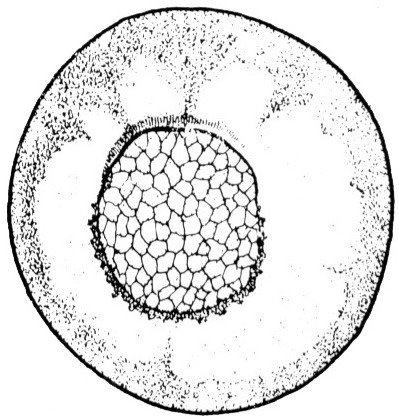 Nieuwkoop and Faber stage 11; age 11 hr 45 min at 22-24 Celsius; corresponding to the following external morphological criteria: Horse-shoe-shaped blastopore stage. Blastopore groove surrounding about half of future yolk plug and indicated at its ventral side; future yolk plug often rounded rectangular, slightly elongated in dorso-ventral direction, diameter more than two-fifths of diameter of egg (plus or minus 50 degrees of circumference). Length: 1.4 - 1.5 mm.