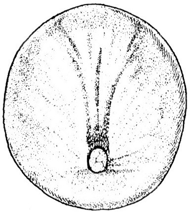 Nieuwkoop and Faber stage 12.5; age 14 hr 15 min at 22-24 Celsius; corresponding to the following external morphological criteria: Small yolk plug stage. Future position of neural plate and median groove indicated by darker pigment lines. Yolk plug usually ovoid, variable in size. Length: 1.4 - 1.5 mm.