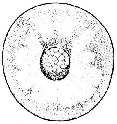 Nieuwkoop and Faber stage 12; age 13 hr 15 min at 22-24 Celsius; corresponding to the following external morphological criteria: Medium yolk plug stage. Yolk plug circular; diameter somewhat less than one fourth of diameter of egg (plus or minus 25 degrees). More and less pigmented fields radiating from yolk plug. Length: 1.4 - 1.5 mm.