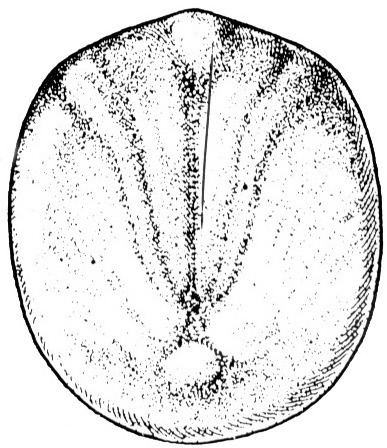 Nieuwkoop and Faber stage 13; age 14 hr 45 min at 22-24 Celsius; corresponding to the following external morphological criteria: Slit-blastopore stage. Neural plate faintly delimited; slight elevation of its rostral part and slight flattening of its caudal part. Caudal part of median groove formed. Length: 1.5 - 1.6 mm.