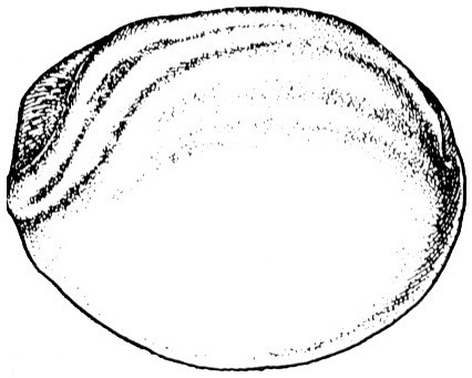 Nieuwkoop and Faber stage 14; age 16 hr 15 min at 22-24 Celsius; corresponding to the following external morphological criteria: Neural plate stage. Cerebral part of neural plate bent downwards, with median elevation at rostral end of median groove. Initial elevation of neural folds, most pronounced in future nucal region. Blastopore always slit-shaped. Length: 1.5 - 1.6 mm.
