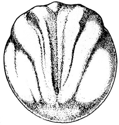 Nieuwkoop and Faber stage 14; age 16 hr 15 min at 22-24 Celsius; corresponding to the following external morphological criteria: Neural plate stage. Cerebral part of neural plate bent downwards, with median elevation at rostral end of median groove. Initial elevation of neural folds, most pronounced in future nucal region. Blastopore always slit-shaped. Length: 1.5 - 1.6 mm.