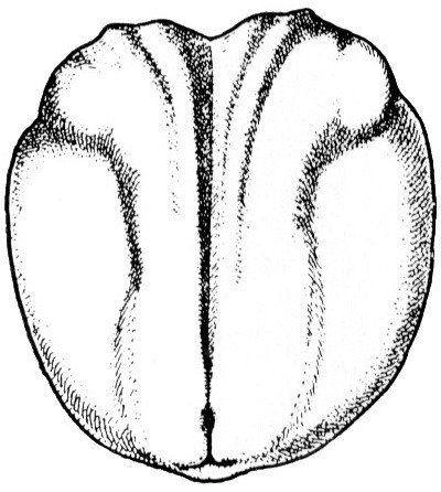 Nieuwkoop and Faber stage 15; age 17 hr 30 min at 22-24 Celsius; corresponding to the following external morphological criteria: Early neural fold stage. Presumptive cement gland faintly circumscribed. Anterior part of neural plate roundish. Neural folds distinct, except medio-rostrally; initial formation of sharp inner ridges on neural folds in rhombencephalic region. Length: 1.5 - 1.6 mm.