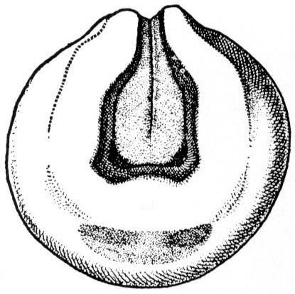 Nieuwkoop and Faber stage 16; age 18 hr 15 min at 22-24 Celsius; corresponding to the following external morphological criteria: Mid neural fold stage. Anterior part of neural plate rectangular; darkly pigmented eye anlagen present; neural plate sharply constricted in the middle. Inner ridges on neural folds forming angle of about 90 degrees with neural plate in rhombencephalic region. Length: 1.5 - 1.6 mm.