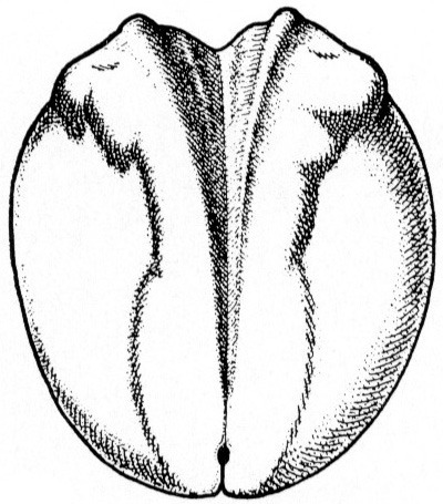 Nieuwkoop and Faber stage 16; age 18 hr 15 min at 22-24 Celsius; corresponding to the following external morphological criteria: Mid neural fold stage. Anterior part of neural plate rectangular; darkly pigmented eye anlagen present; neural plate sharply constricted in the middle. Inner ridges on neural folds forming angle of about 90 degrees with neural plate in rhombencephalic region. Length: 1.5 - 1.6 mm.