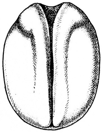 Nieuwkoop and Faber stage 17; age 18 hr 45 min at 22-24 Celsius; corresponding to the following external morphological criteria: Late neural fold stage. Anterior part of neural plate oblong triangular, angles formed by eye anlagen. Neural folds approaching each other from blastopore up to anterior trunk region. Length: 1.5 - 1.6 mm.