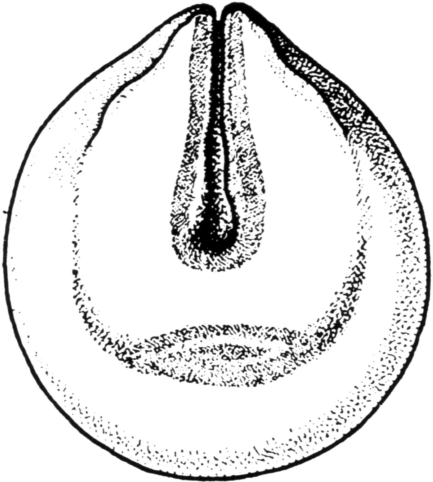 Nieuwkoop and Faber stage 18; age 19 hr 45 min at 22-24 Celsius; corresponding to the following external morphological criteria: Neural groove stage. Anterior part of neural plate narrow, more or less club-shaped, often narrower towards rostral end. Parallel neural folds in trunk region very close to each other, not yet touching. Length: 1.5 - 1.6 mm.