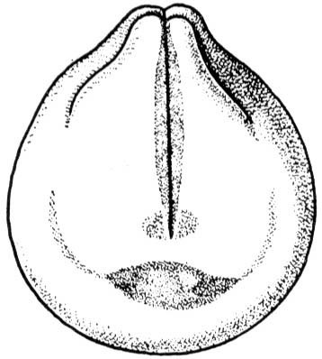 Nieuwkoop and Faber stage 19; age 20 hr 45 min at 22-24 Celsius; corresponding to the following external morphological criteria: Initial neural tube stage. Neural folds touching each other, except for inconstant openings at anterior and posterior end and behind nucal region. Considerable lateral extension of brain. Lateral outline of embryo still convex. Length: 1.5 - 1.6 mm.