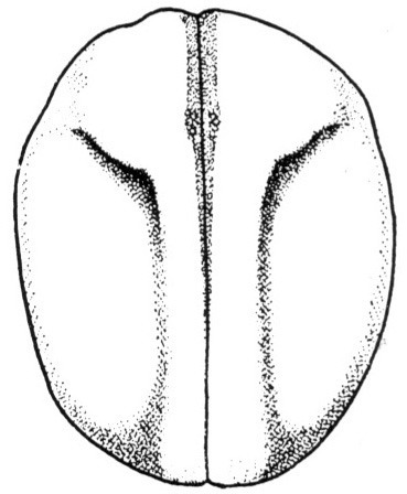 Nieuwkoop and Faber stage 19; age 20 hr 45 min at 22-24 Celsius; corresponding to the following external morphological criteria: Initial neural tube stage. Neural folds touching each other, except for inconstant openings at anterior and posterior end and behind nucal region. Considerable lateral extension of brain. Lateral outline of embryo still convex. Length: 1.5 - 1.6 mm.