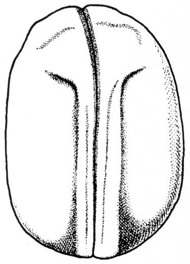 Nieuwkoop and Faber stage 20; age 21 hr 45 min at 22-24 Celsius; corresponding to the following external morphological criteria: Neural folds fused, suture still present. The two eye anlagen showing through dumb-bell-shaped, eyes hardly protruding. Beginning of stretching of embryos. Lateral outline flat. Length: 1.7 - 1.8 mm.