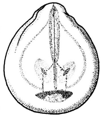 Nieuwkoop and Faber stage 21; age 22 hr 30 min at 22-24 Celsius; corresponding to the following external morphological criteria: Suture of neural tube completely closed. Delimitation of frontal field by pigment lines. Primary eye vesicles showing through in the form of two separate, obliquely placed oval spots; beginning of protrusion of eyes. Lateral outline of embryo just becoming concave, ventral outline flat. Length: 1.9 - 2.0 mm.
