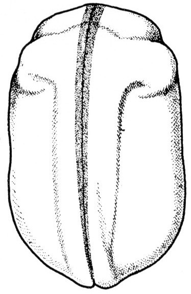 Nieuwkoop and Faber stage 21; age 22 hr 30 min at 22-24 Celsius; corresponding to the following external morphological criteria: Suture of neural tube completely closed. Delimitation of frontal field by pigment lines. Primary eye vesicles showing through in the form of two separate, obliquely placed oval spots; beginning of protrusion of eyes. Lateral outline of embryo just becoming concave, ventral outline flat. Length: 1.9 - 2.0 mm.