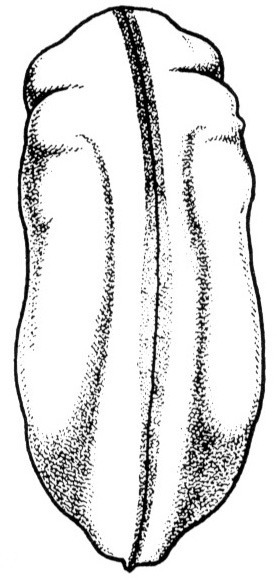 Nieuwkoop and Faber stage 22; age 24 hr at 22-24 Celsius; corresponding to the following external morphological criteria: Distinct protrusion of eyes. Initial groove between jaw- and gill-areas only at latero-dorsal side. Lateral and ventral outlines of embryo slightly concave. Anal opening displaced to ventral side. Vitelline membrane becoming wider. Length: 2.0 - 2.2 mm.