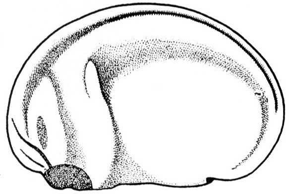 Nieuwkoop and Faber stage 22; age 24 hr at 22-24 Celsius; corresponding to the following external morphological criteria: Distinct protrusion of eyes. Initial groove between jaw- and gill-areas only at latero-dorsal side. Lateral and ventral outlines of embryo slightly concave. Anal opening displaced to ventral side. Vitelline membrane becoming wider. Length: 2.0 - 2.2 mm.