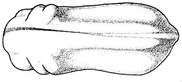 Nieuwkoop and Faber stage 23; age 1 day, 45 min at 22-24 Celsius; corresponding to the following external morphological criteria: Jaw- and gill-areas completely separated by groove. Ventral outline of embryo more concave. Length: 2.2 - 2.4 mm.