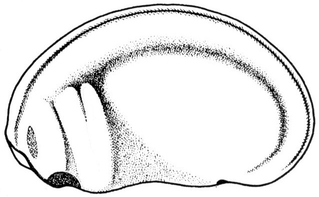Nieuwkoop and Faber stage 23; age 1 day, 45 min at 22-24 Celsius; corresponding to the following external morphological criteria: Jaw- and gill-areas completely separated by groove. Ventral outline of embryo more concave. Length: 2.2 - 2.4 mm.