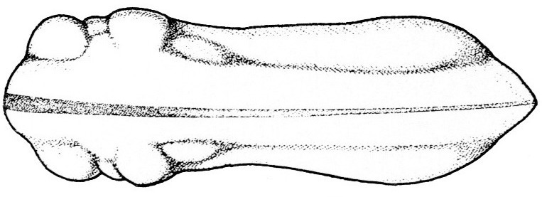 Nieuwkoop and Faber stage 24; age 1 day, 2 hr 15 min at 22-24 Celsius; corresponding to the following external morphological criteria: Eyes protruding less far laterally than gill-area. Gill-area more prominent than jaw-area, gill-area not yet grooved. Ventral outline of embryo nicked. Tail bud discernible. Initial motor reactions to external stimulation. Length: 2.5 - 2.7 mm.