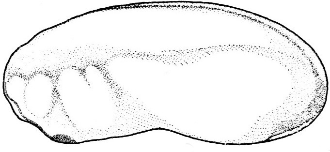 Nieuwkoop and Faber stage 24; age 1 day, 2 hr 15 min at 22-24 Celsius; corresponding to the following external morphological criteria: Eyes protruding less far laterally than gill-area. Gill-area more prominent than jaw-area, gill-area not yet grooved. Ventral outline of embryo nicked. Tail bud discernible. Initial motor reactions to external stimulation. Length: 2.5 - 2.7 mm.