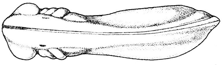 Nieuwkoop and Faber stage 25; age 1 day, 3 hr 30 min at 22-24 Celsius; corresponding to the following external morphological criteria: Eyes protruding equally far or further laterally than gill-area. Gill-area grooved. Invagination of otic vesicle indicated by pigment spot. Beginning of fin formation. Length: 2.8 - 3.0 mm.