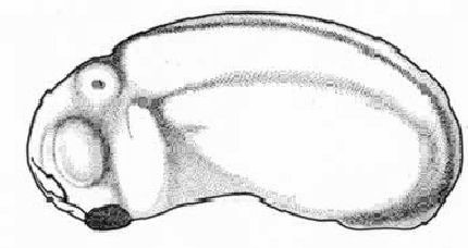 Nieuwkoop and Faber stage 25; age 1 day, 3 hr 30 min at 22-24 Celsius; corresponding to the following external morphological criteria: Eyes protruding equally far or further laterally than gill-area. Gill-area grooved. Invagination of otic vesicle indicated by pigment spot. Beginning of fin formation. Length: 2.8 - 3.0 mm.